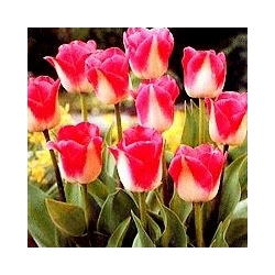 Halaman Polka tulip - 5 pcs. - Tulipa Page Polka