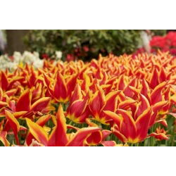 Tulipa Aladdin - Tulip Aladdin - 5 soğan