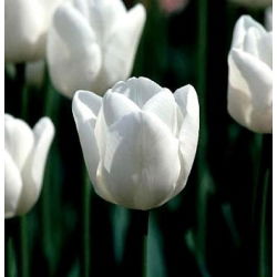 Tulipa White Dream - paquete de 5 piezas