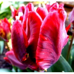 Tulipano Erna Lindgreen - pacchetto di 5 pezzi - Tulipa Erna Lindgreen