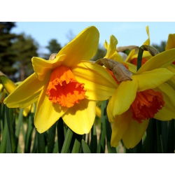 Narcissus Fortissimo - Daffodil Fortissimo - 5 lukovica