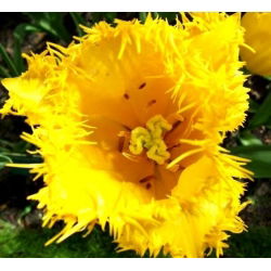 Royal Elegance tulip - 5 pcs. - Tulipa Royal Elegance