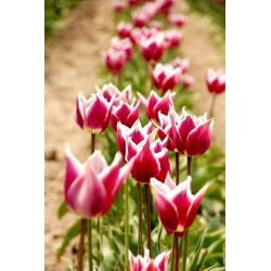 Tulipano Claudia - pacchetto di 5 pezzi - Tulipa Claudia