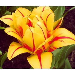 Tulipaner Monsella - pakke med 5 stk - Tulipa Monsella