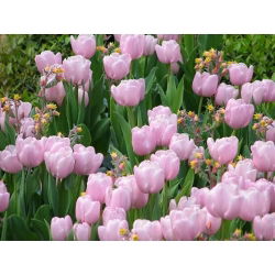 Tulipa Pink Diamond - Tulip Pink Diamond - 5 kvetinové cibule