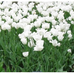 Tulipa Swan Wings - Tulip Swan Wings - 5 bulbs