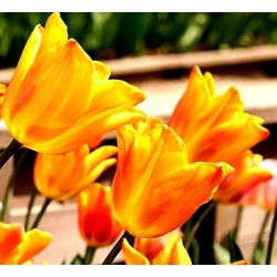 Fidelio Tulip - Tulip Fidelio - 5 lampu - Tulipa Fidelio