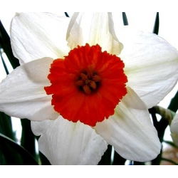 Narcis profesor Einstein - Narcisa Profesor Einstein - 5 lukovica - Narcissus