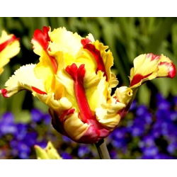 Tulipa Paraming Parrot - توليب Flaming Parrot - 5 لمبات - Tulipa Flaming Parrot