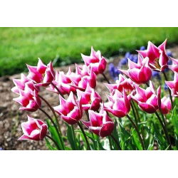 Tulipano Claudia - pacchetto di 5 pezzi - Tulipa Claudia