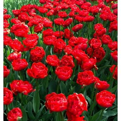 Tulipaner Miranda - pakke med 5 stk - Tulipa Miranda