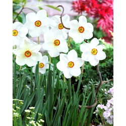 Narcis Actaea - Daffodil Actaea - 5 lukovica - Narcissus