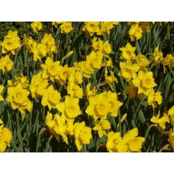 Нарцис Холандски майстор - Дафодил Холандски майстор - 5 луковици - Narcissus