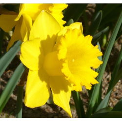 Нарцис Холандски майстор - Дафодил Холандски майстор - 5 луковици - Narcissus