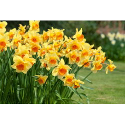 Narcissus Fortissimo - Daffodil Fortissimo - 5 lukovica