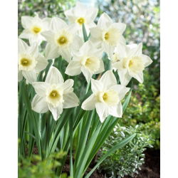 Narcissus navlaka za vuču - narcisa Mount Hood - 5 lukovica
