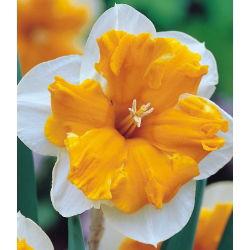 Narcissus Orangery - Narandža narcisa - 5 lukovica