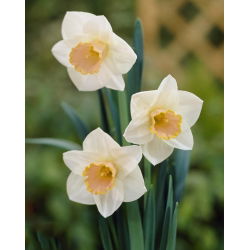 Narcis Salome - Daffodil Salome - 5 lukovica - Narcissus