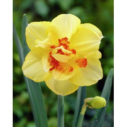 Narcis Tahiti - Narcis Tahiti - 5 lukovica - Narcissus