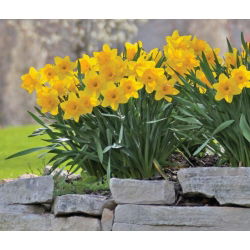 Narcissus Nevjerojatan - Daffodil Neprimjetan - 5 lukovica