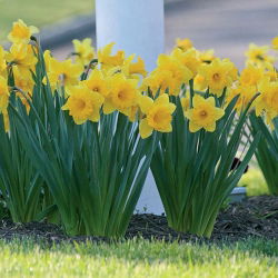 Narcissus Nevjerojatan - Daffodil Neprimjetan - 5 lukovica