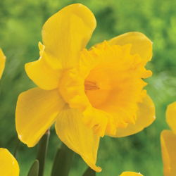 Narcissus Nevjerojatan - Daffodil Neprimjetan - 5 lukovica