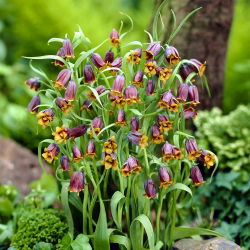 Crocus fox nho - Fox của nho fritillary fox nho - 5 củ giống -  Fritillaria