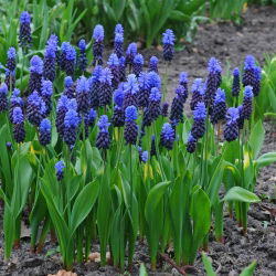 Muscari latifolium - Lăcusta de viță de vie latifoliu - 10 bulbi