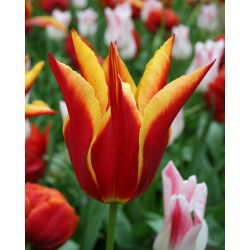 Tulipa Aladdin - Tulip Aladdin - 5 soğan