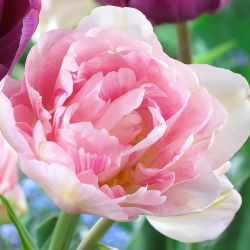 توليب أنجيليك - توليب أنجيليك - 5 لمبات - Tulipa Angelique