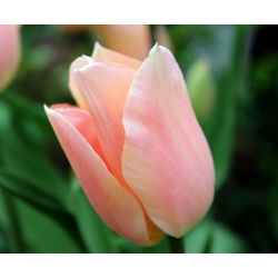 Tulipan Apricot Beauty - pakke med 5 stk - Tulipa Apricot Beauty