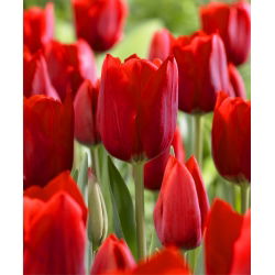Tulipa Bastogne - Lale Bastogne - 5 soğan