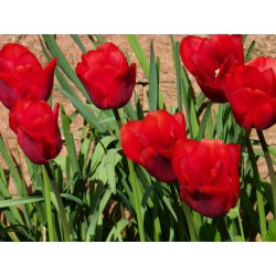 Tulipa Bastogne - Lale Bastogne - 5 soğan