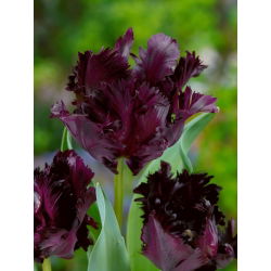 Tulipano Black Parrot - pacchetto di 5 pezzi - Tulipa Black Parrot