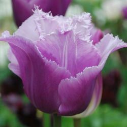 Tulipa Blue Heron - Tulip Blue Heron - 5 lampu