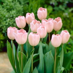 Douglas Baader tulipán - 5 ks. - Tulipa Douglas Baader