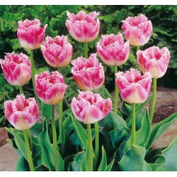 Tulipa Fancy Frills - Tulip Fancy Frills - 5 lampu