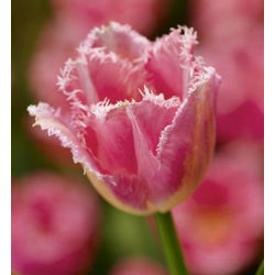 Tulipa Fancy Frills - Tulip Fancy Frills - 5 lampu