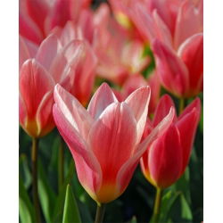 Tulipa Fashion - Tulip Fashion - 5 lampu