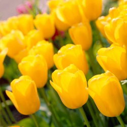 Tulipa Zlatni Apeldoorn - Tulip Zlatni Apeldoorn - 5 lukovica - Tulipa Golden Apeldoorn