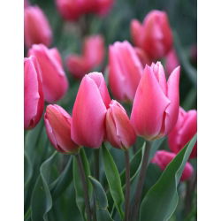 Tulpės Happy Family - pakuotėje yra 5 vnt - Tulipa Happy Family