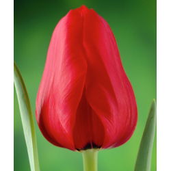Tulipa Ile de France - 5 názorov
