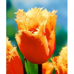 Tulipa Lambada - Tulip Lambada - 5 lampu