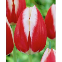 Tulipa Leen van der Mark - paquete de 5 piezas