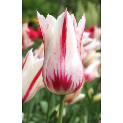 Tulipa Marilyn - Tulip Marilyn - 5 soğan
