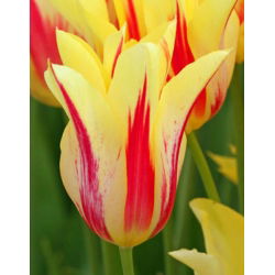 Tulp Mona Lisa - pakket van 5 stuks - Tulipa Mona Lisa