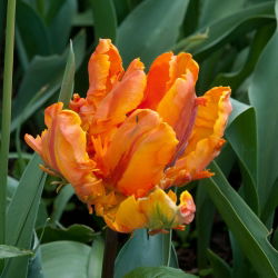 Tulipano Orange Favourite - pacchetto di 5 pezzi - Tulipa Orange Favourite