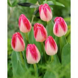 页波尔卡郁金香 -  5个。 - Tulipa Page Polka