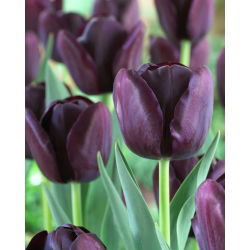 Tulipa kráľovná noci - Tulipán kráľovná noci - 5 kvetinové cibule - Tulipa Queen of Night