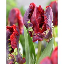 Tulipano Rococo - pacchetto di 5 pezzi - Tulipa Rococo
